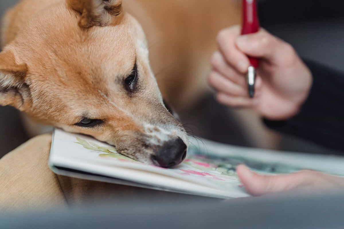Dog Portrait Drawing vs. Custom Pet Portrait: Which One Actually Captures Your Dog