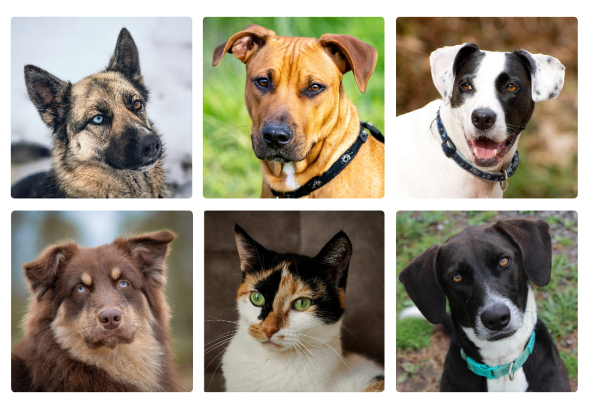 Pet Portraits From Photos: How to Pick and Prep the Shot That Actually Looks Like Your Dog