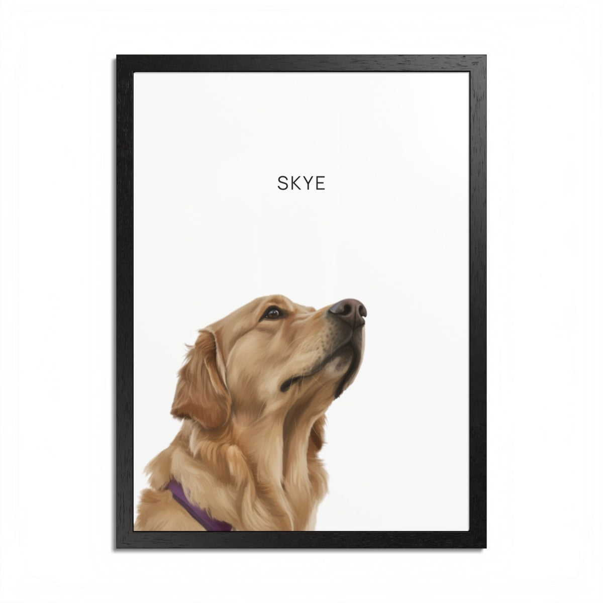 Pet Portraits